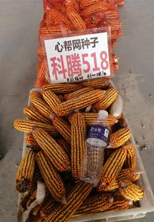 �İ���-����518