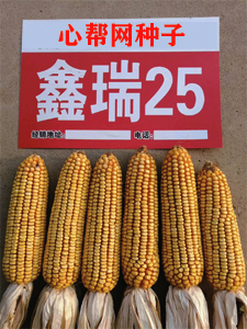 �İ���-����25