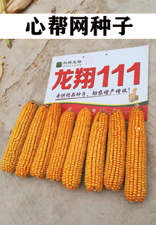 �İ�������-����111